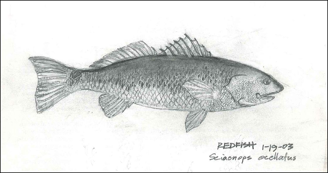 1119x591 Fishing With Big E Redfish Sketch - Redfish Sketch