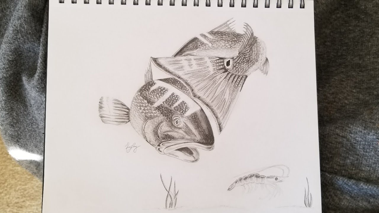 Redfish Sketch at PaintingValley.com | Explore collection of Redfish Sketch