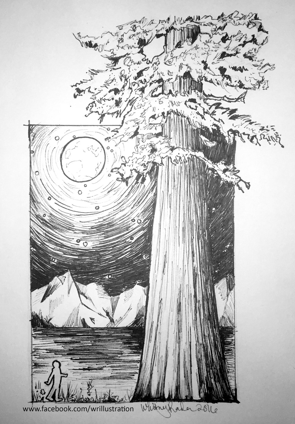 1024x1471 Inktober Day 2 - Redwood Sketch