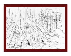 300x239 Out Sketching A Real Christmas Tree. Part 2. Drawing A Giant - Redwood Sketch