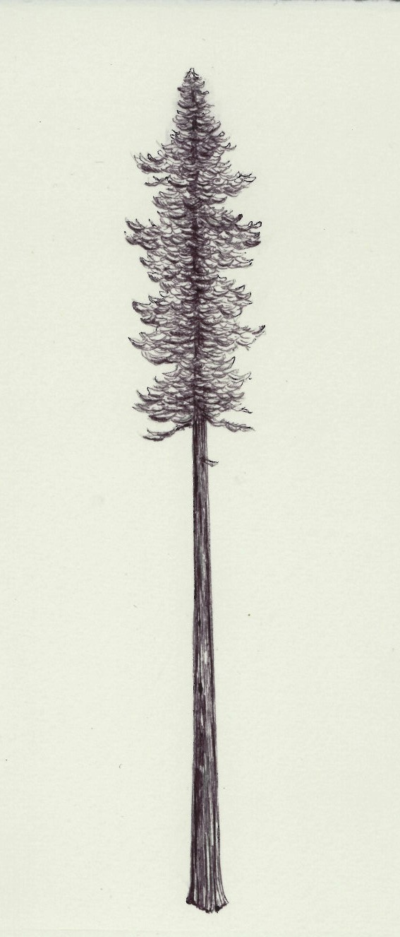 567x1326 Redwood Tree Sketch - Redwood Sketch