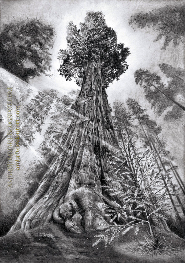 600x851 Redwood Trees By Ambr0 - Redwood Sketch