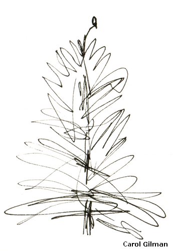 345x500 Sketch Of The Day ~ What Does Mavis See - Redwood Sketch