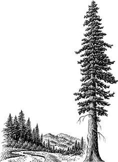 236x324 Coast Redwood - Redwood Sketch