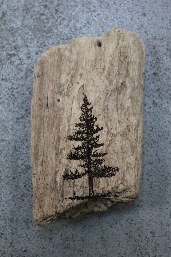 570x855 Redwood Tree - Redwood Sketch