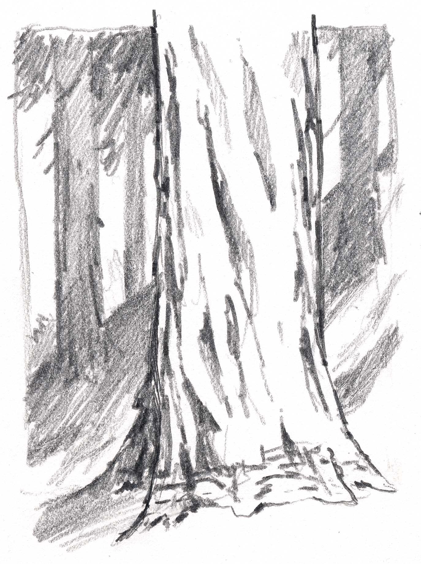 1374x1837 Redwood Trunk Texture 4 - Redwood Sketch