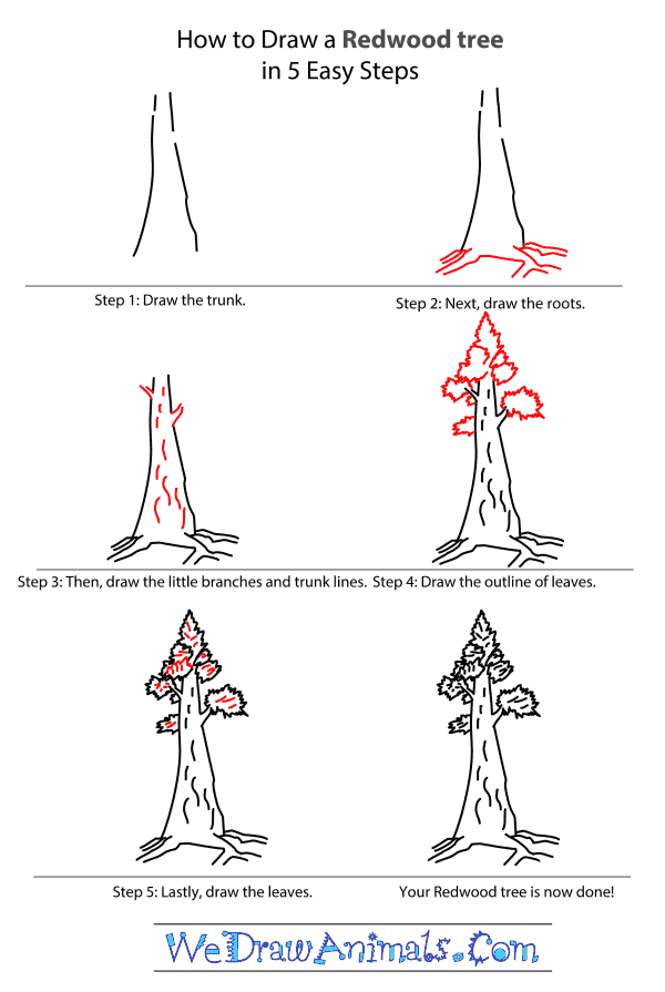 600x895 How To Draw A Redwood Tree - Redwood Tree Sketch