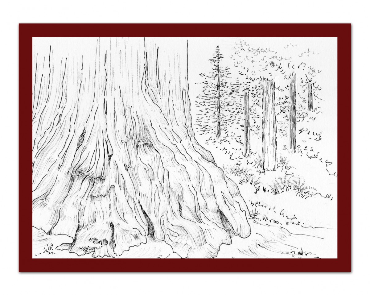 1200x956 Out Sketching A Real Christmas Tree, Part 1. Forest Discovery - Redwood Tree Sketch