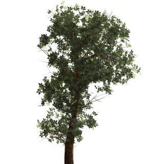 320x320 Overview Of Our Sketch Based Tree Modeling System. Download - Redwood Tree Sketch