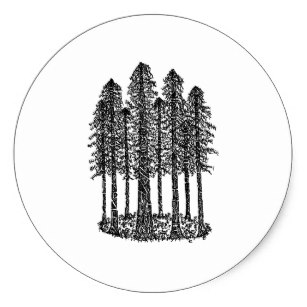 307x307 Redwood Tree Stickers Zazzle - Redwood Tree Sketch