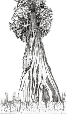 Redwood Tree Sketch at PaintingValley.com | Explore collection of ...