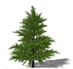 295x276 Sketchup Plants, Trees, And Shrubs Archive - Redwood Tree Sketch