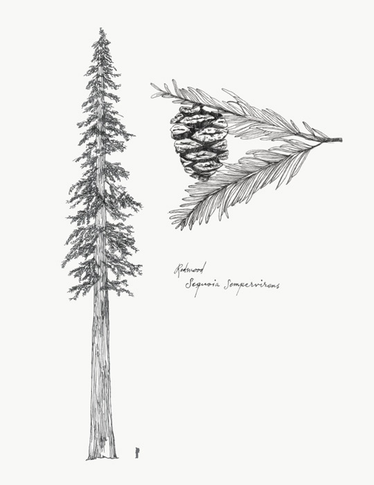 Redwood Tree Sketch at Explore collection of