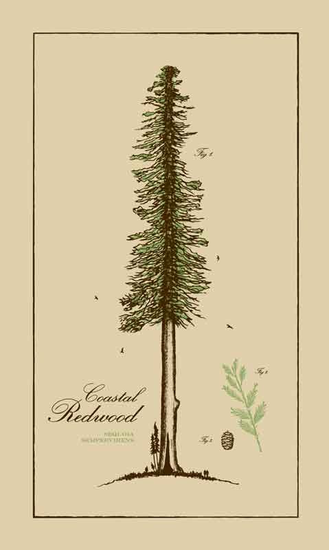 479x800 California Redwood Drawing - Redwood Tree Sketch