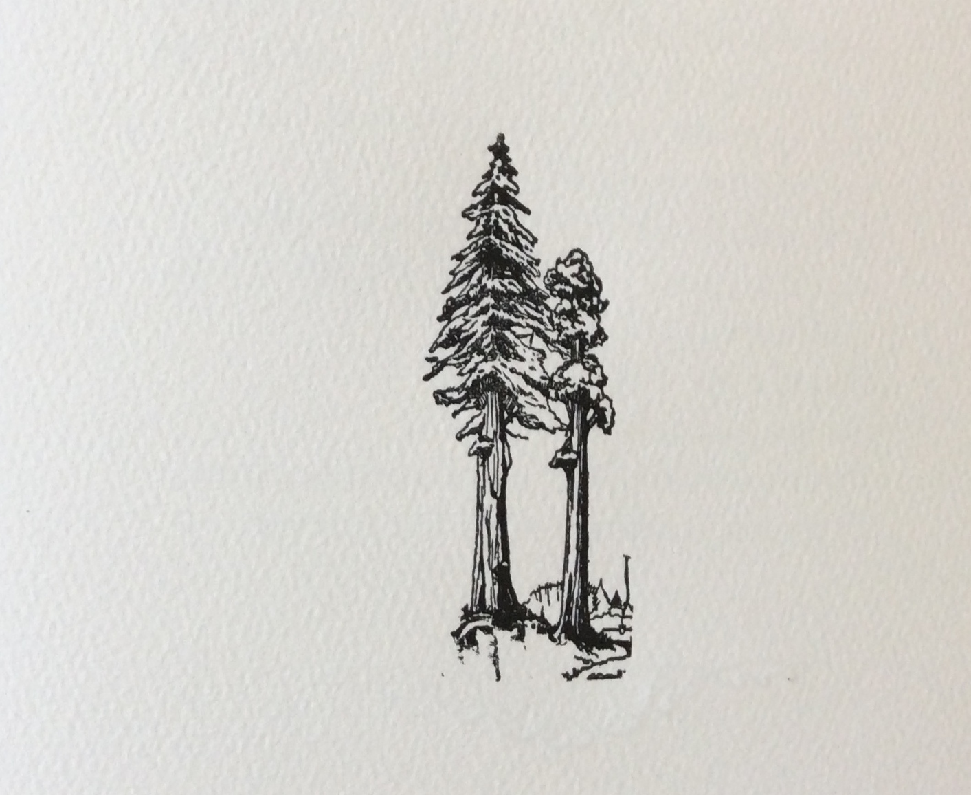 Redwood Tree Sketch at PaintingValley.com | Explore collection of ...