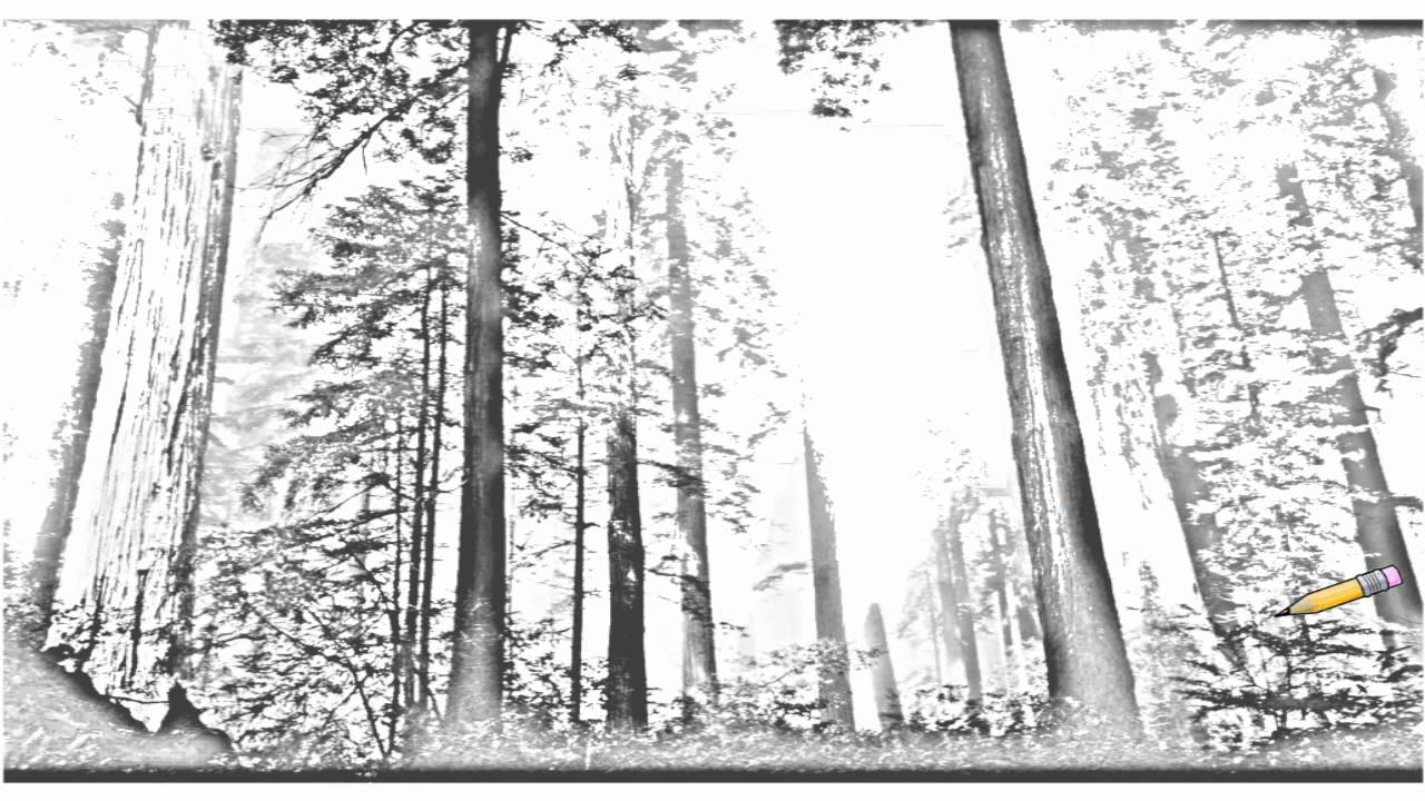 1280x720 Auto Draw 2 Coastal Redwoods, Northern California - Redwood Tree Sketch