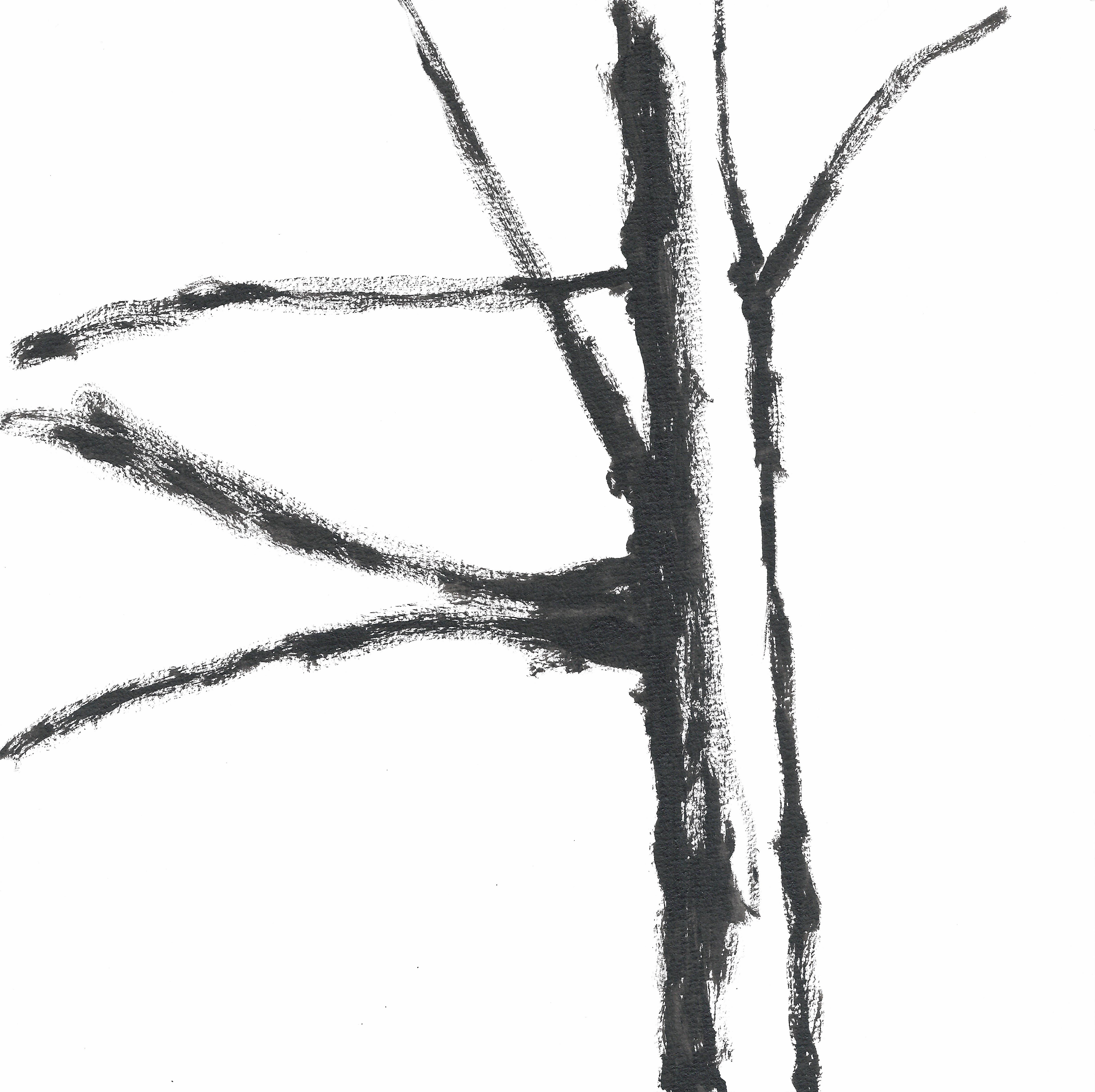 4920x4908 Baby Redwood Tree Iii Black Pen Art - Redwood Tree Sketch