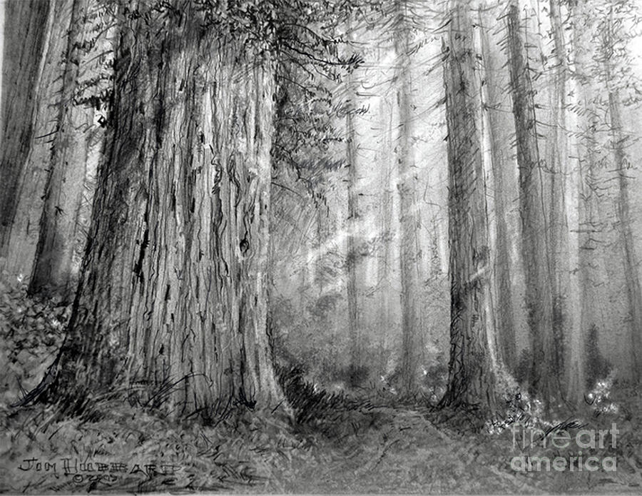900x695 California Redwood Drawing By Jim Hubbard - Redwood Tree Sketch