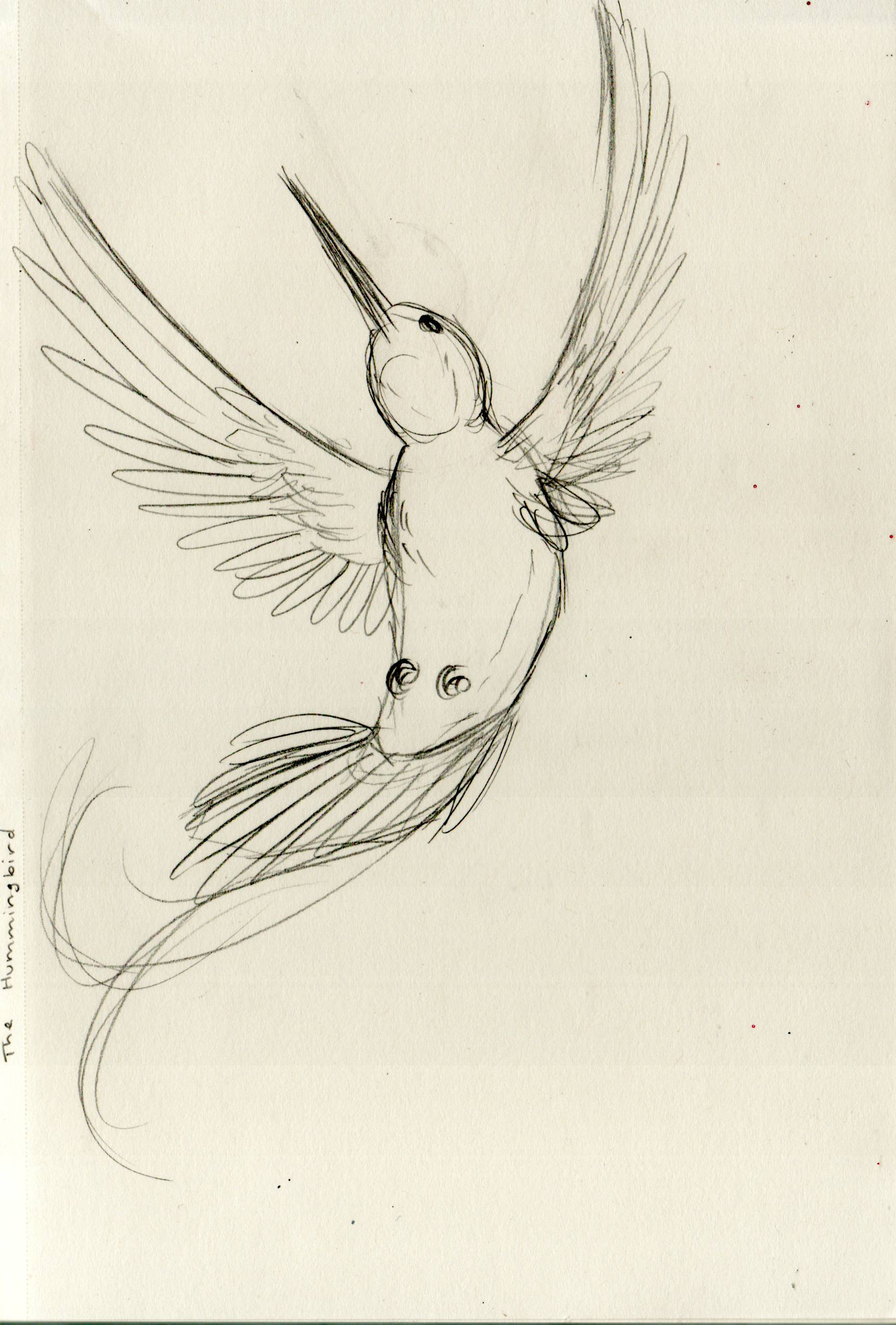 1723x2548 A Graphic Design Process The Hummingbird The Hummingbird - Refined Sketch Definition