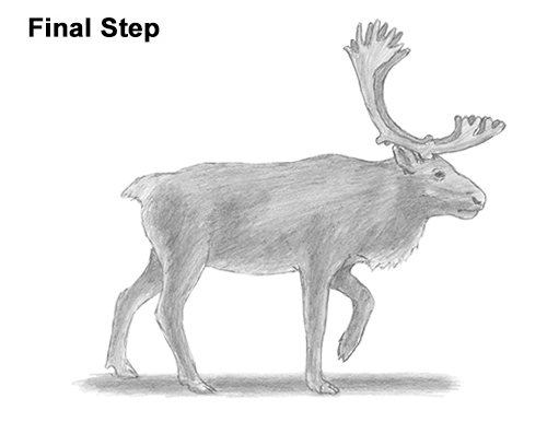 500x386 How To Draw A Reindeer (Caribou) - Reindeer Sketch