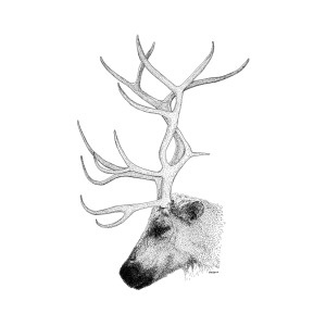 300x300 Reindeer Drawing By Scott Woyak - Reindeer Sketch