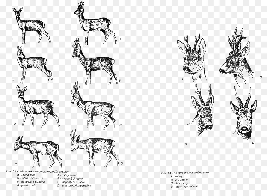900x660 Reindeer Horse Cattle Mammal Sketch - Reindeer Sketch