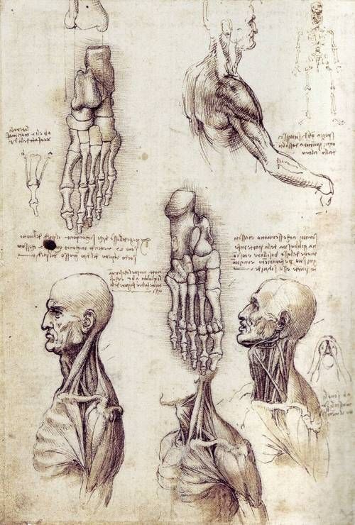 500x740 Anatomical Sketches By Leonardo Da Vinci Renaissance Art - Renaissance Art Sketches