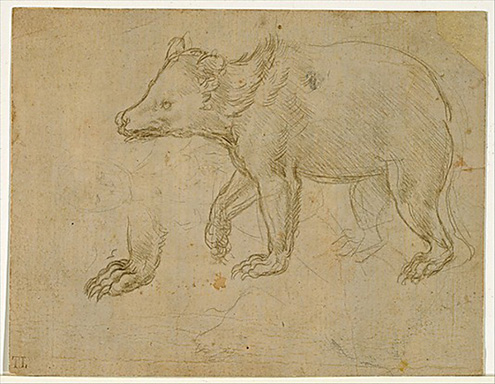 495x384 Italian Renaissance Drawings From Therobert Lehman Collectionmay - Renaissance Sketches