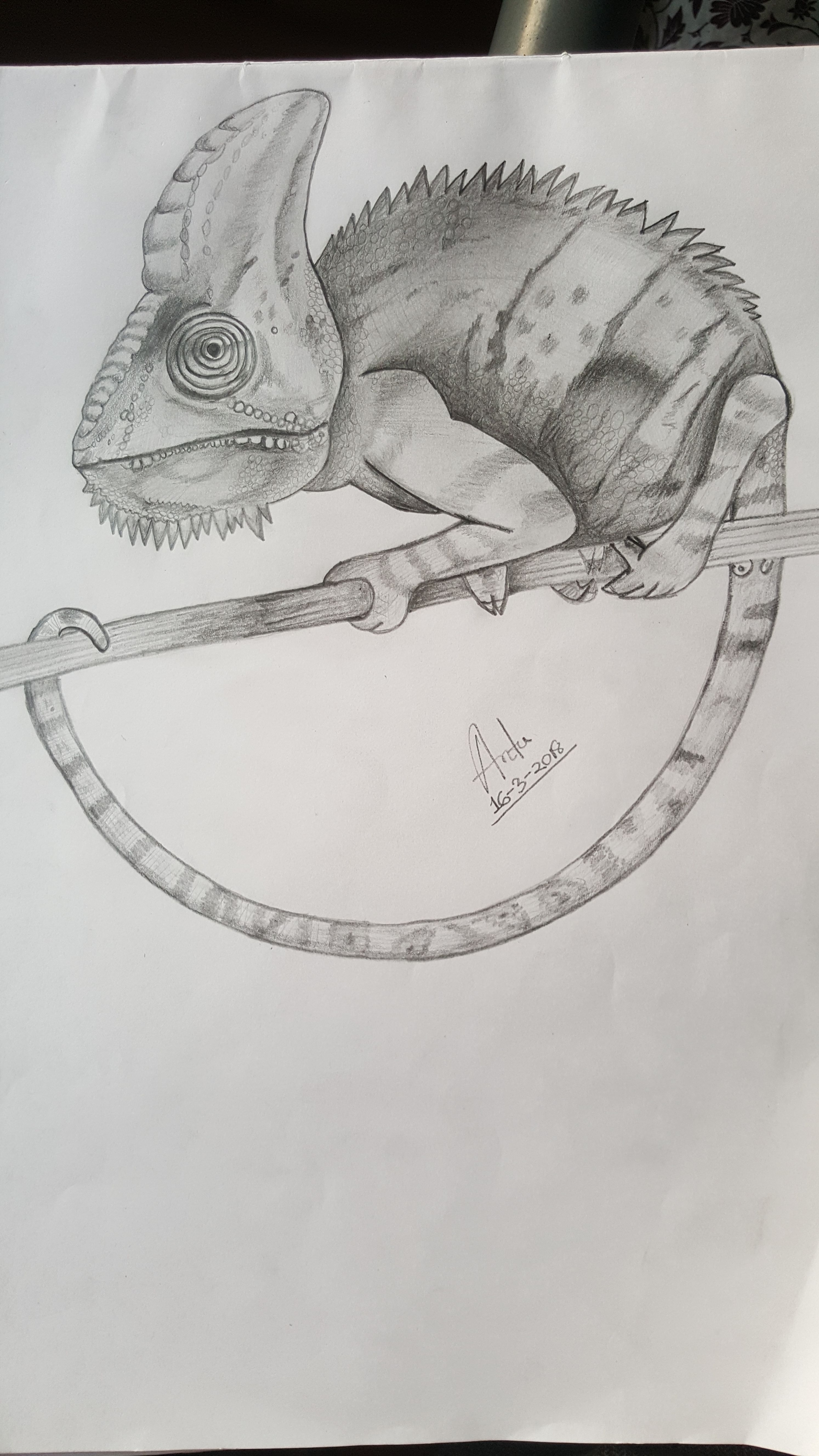Reptile Sketch at Explore collection of Reptile Sketch