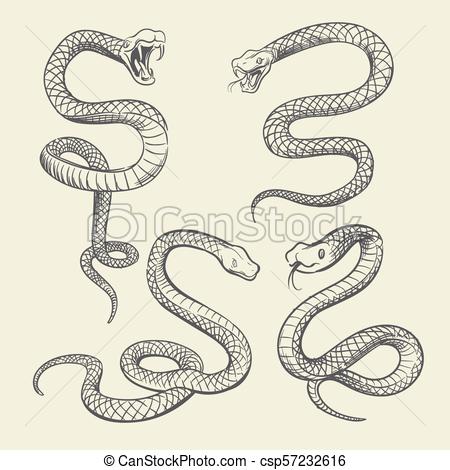 450x470 Hand Drawing Snake Set. Wildlife Snakes Tattoo Vector Design - Reptile Sketch
