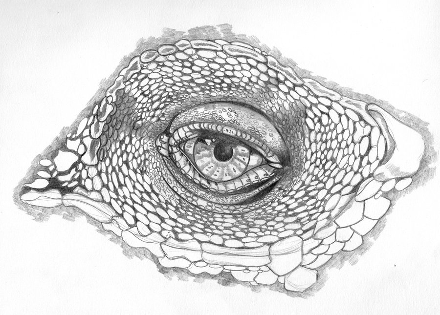 900x645 Reptile Drawing, Pencil, Sketch, Colorful, Realistic Art Images - Reptile Sketch