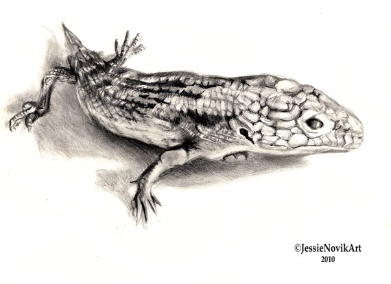 570x414 Reptile Drawing T Rex Animal Portrait Print Of Etsy - Reptile Sketch