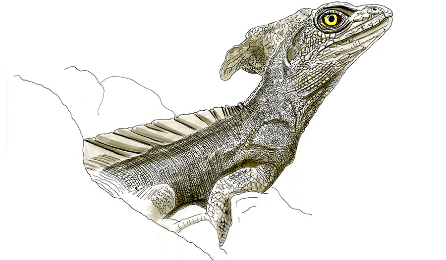 900x526 Reptile Life List List Of Reptiles From Around The World - Reptile Sketch