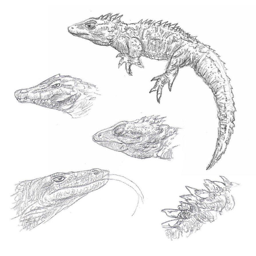 894x894 Reptiles Sketches By Kaboomduck - Reptile Sketch