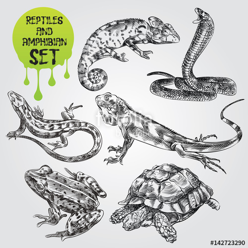 Reptile Sketch at PaintingValley.com | Explore collection of Reptile Sketch