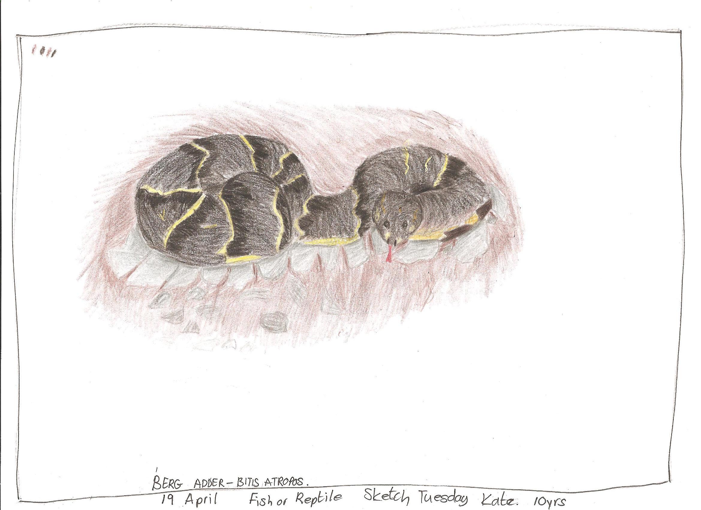 2338x1700 Sketch Tuesday ~ Reptiles From South Africa Practical Pages - Reptile Sketch