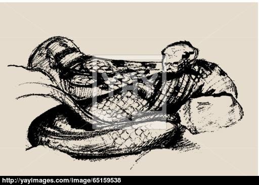 512x366 Snake Sketch, Beautiful Terrible Reptile Vector Illustration - Reptile Sketch