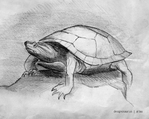 600x480 Sketch Turtle On Rock Blog.designosaur.us - Reptile Sketch
