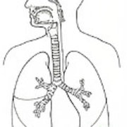 180x180 Illustration Of Respiratory System Yoga Mat For Sale By Science Source - Respiratory System Sketch