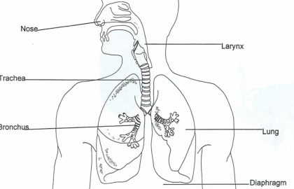 Respiratory System Sketch at PaintingValley.com | Explore collection of ...