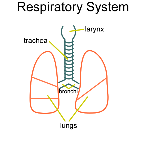 500x500 Pig Respiratory System Anatomy - Respiratory System Sketch