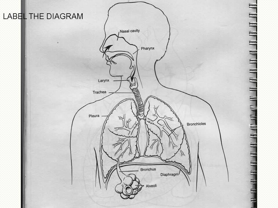 Respiratory System Sketch at PaintingValley.com | Explore collection of ...