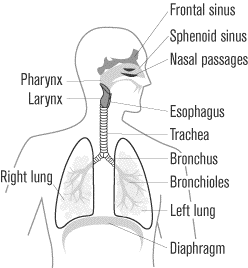 Respiratory System Sketch at PaintingValley.com | Explore collection of ...