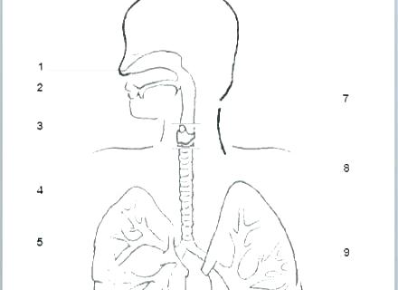 440x320 Respiratory System Coloring - Respiratory System Sketch