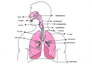 Respiratory System Sketch at PaintingValley.com | Explore collection of ...