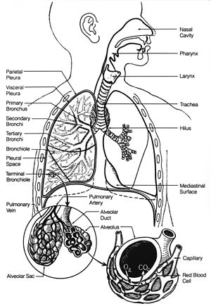 300x435 Respiratory System - Respiratory System Sketch