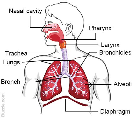 450x400 Structure Of The Human Respiratory System Explicated With Diagrams - Respiratory System Sketch