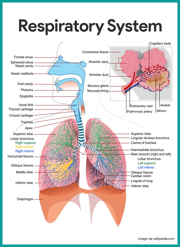 Respiratory System Sketch at PaintingValley.com | Explore collection of ...