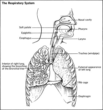 Respiratory System Sketch at PaintingValley.com | Explore collection of ...