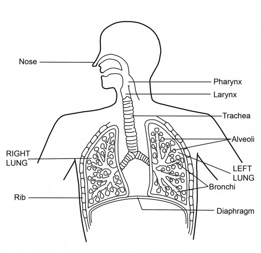 520x503 Respiratory System Diagram - Respiratory System Sketch